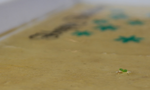 These cards will grow into wild flowers, heres the proof! Click to see larger image!