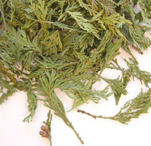 dried cedar tips