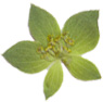 Green Star pressed flower