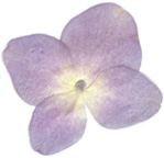Lavender Hydrangea pressed flower