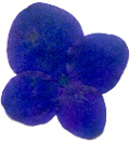 Violet pressed flower