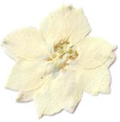 White Larkspur pressed flower