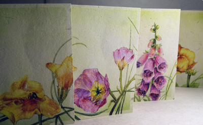 Seeded Wildflower Collection Set of 4 Cards