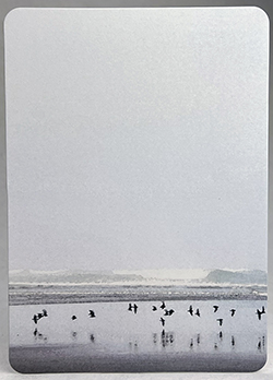 Shore Bird Print