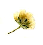 baby's breath