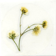 baby's breath