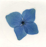 Blue Hydrangea Blue Hydrangea