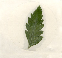 leather fern