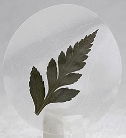 Leather Fern