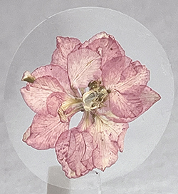 pink larkspur