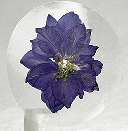purple larkspur