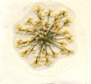 queen anne's lace