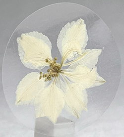 White Larkspur